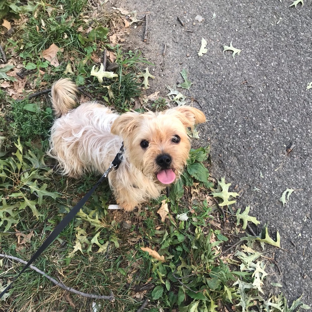 Meet your posher my baby yorkie🥰❤️